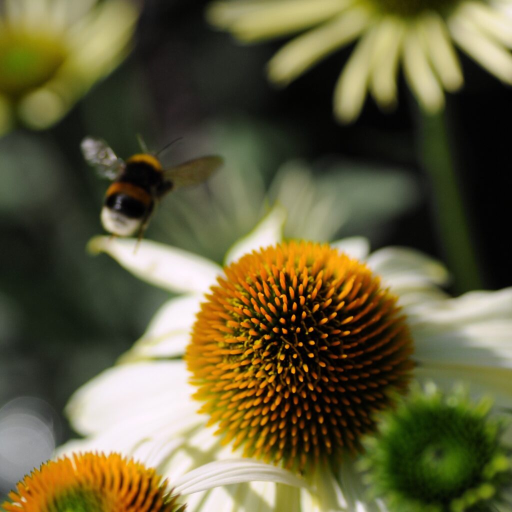 Reis naar binnen – prikkel al je zintuigen in alle rust en ontspanning in de prachtige natuur en serene rust van ons Leerhuis en leer… over jezelf en de ander.